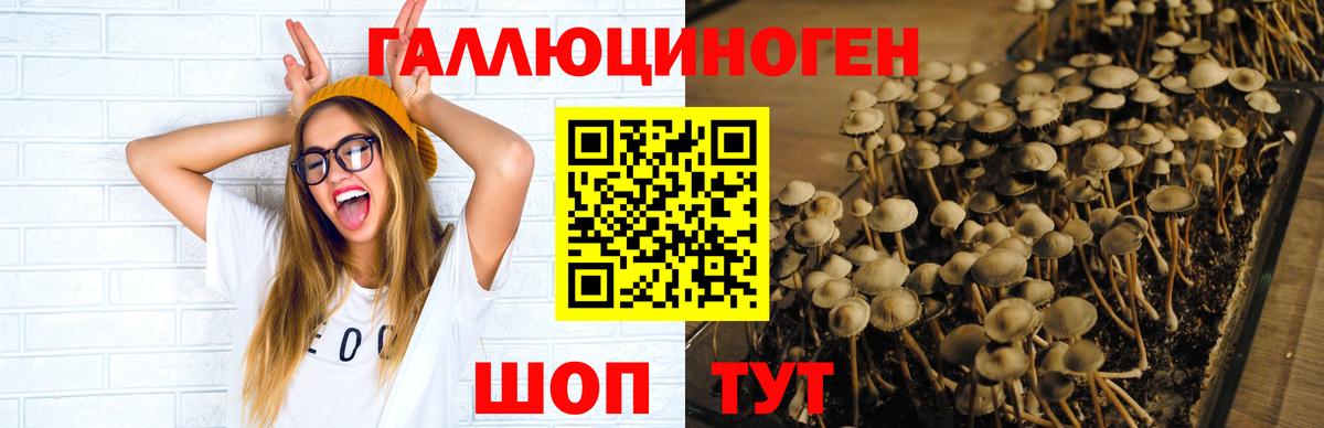 Галлюциногенные грибы Psilocybine cubensis  Вход с VPN  Набережные Челны 